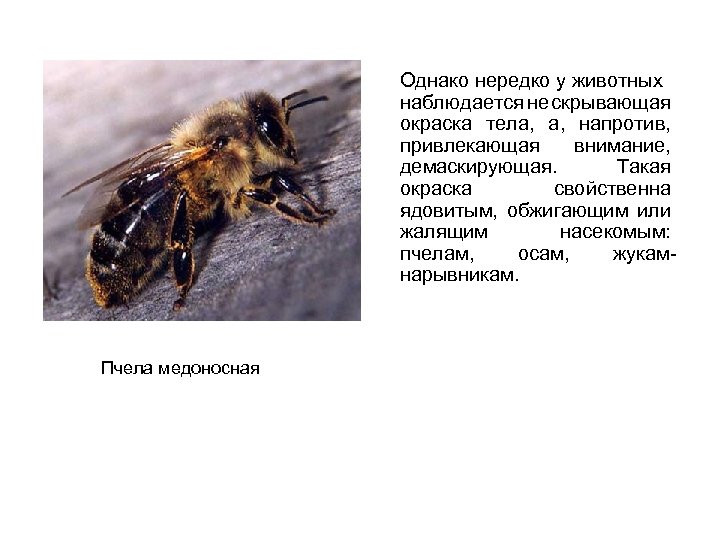 Однако нередко у животных наблюдается не скрывающая окраска тела, а, напротив, привлекающая внимание, демаскирующая.