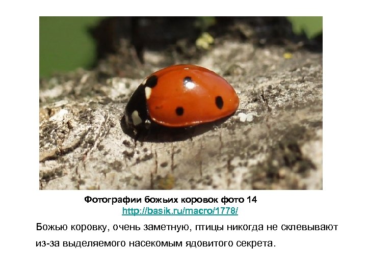 Фотографии божьих коровок фото 14 http: //basik. ru/macro/1778/ Божью коровку, очень заметную, птицы никогда