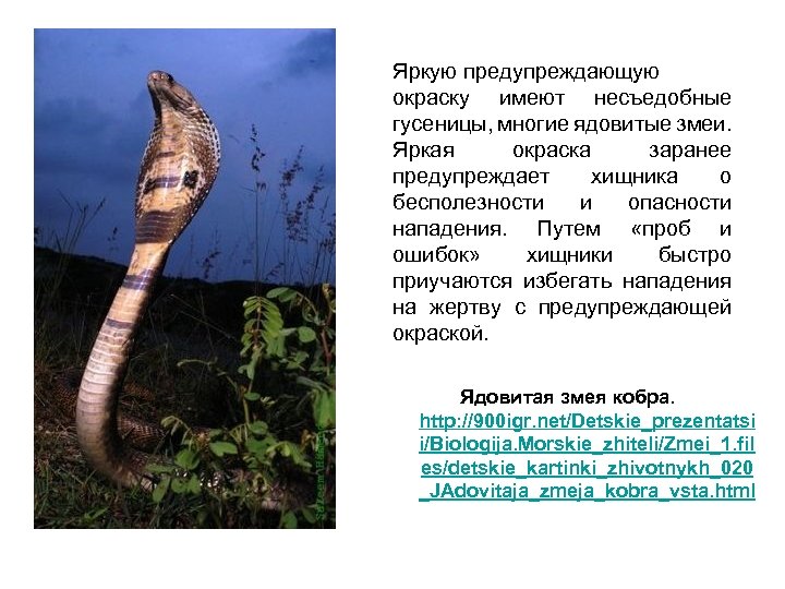 Яркую предупреждающую окраску имеют несъедобные гусеницы, многие ядовитые змеи. Яркая окраска заранее предупреждает хищника