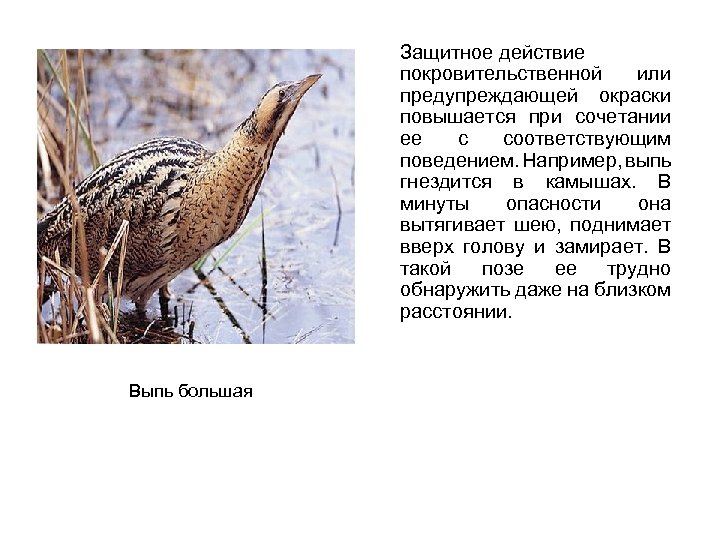 Защитное действие покровительственной или предупреждающей окраски повышается при сочетании ее с соответствующим поведением. Например,