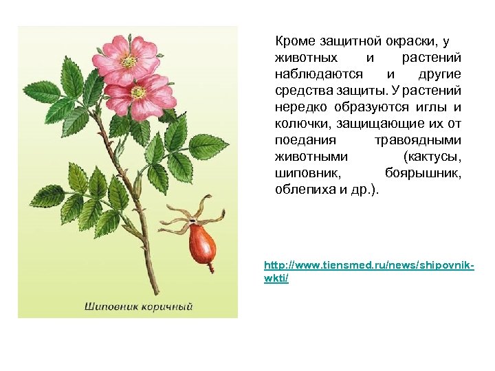 Кроме защитной окраски, у животных и растений наблюдаются и другие средства защиты. У растений