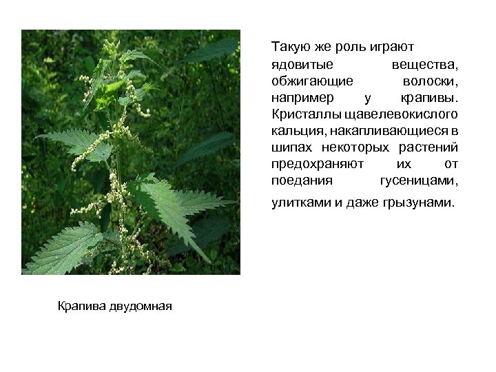 Такую же роль играют ядовитые вещества, обжигающие волоски, например у крапивы. Кристаллы щавелевокислого кальция,