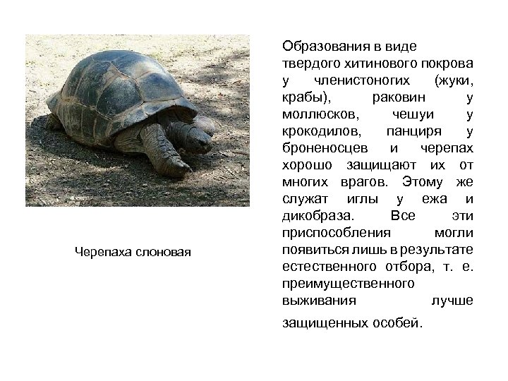 Черепаха слоновая Образования в виде твердого хитинового покрова у членистоногих (жуки, крабы), раковин у