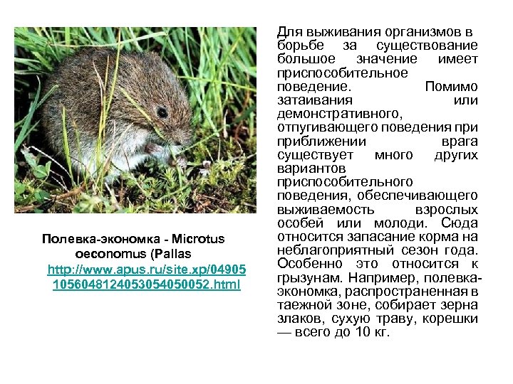 Полевка-экономка - Microtus oeconomus (Pallas http: //www. apus. ru/site. xp/04905 1056048124053054050052. html Для выживания