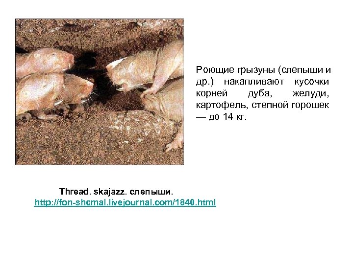 Роющие грызуны (слепыши и др. ) накапливают кусочки корней дуба, желуди, картофель, степной горошек