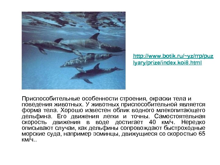 http: //www. botik. ru/~yz/rrp/puz lyary/prize/index. koi 8. html Приспособительные особенности строения, окраски тела и