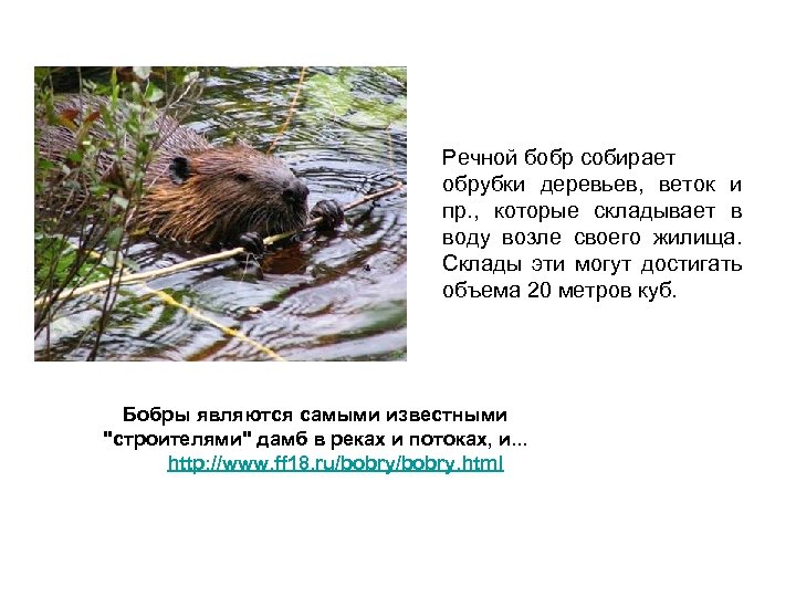 Речной бобр собирает обрубки деревьев, веток и пр. , которые складывает в воду возле