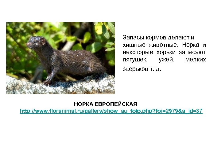 Запасы кормов делают и хищные животные. Норка и некоторые хорьки запасают лягушек, ужей, мелких