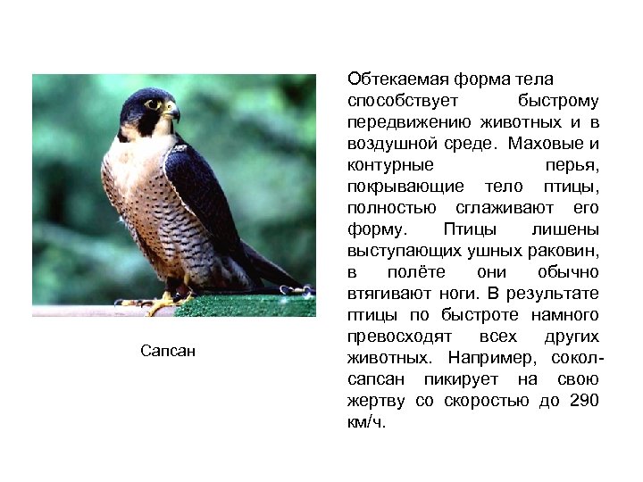 Сапсан Обтекаемая форма тела способствует быстрому передвижению животных и в воздушной среде. Маховые и
