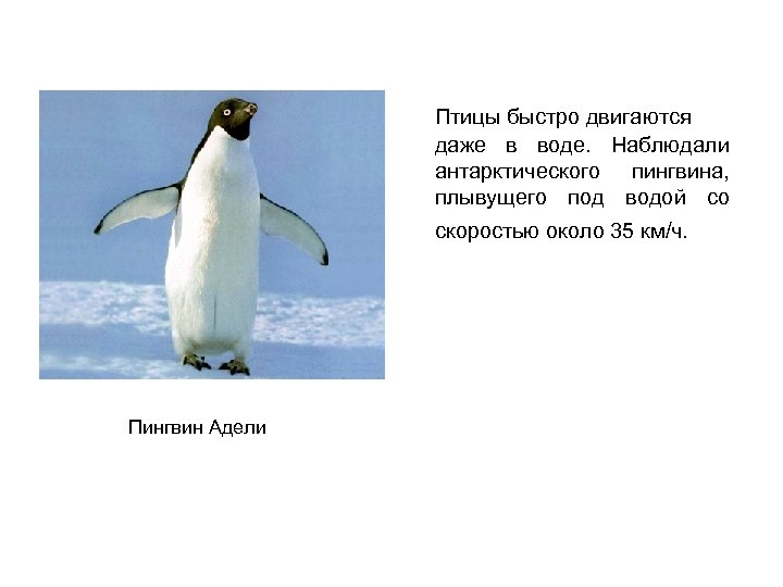 Птицы быстро двигаются даже в воде. Наблюдали антарктического пингвина, плывущего под водой со скоростью