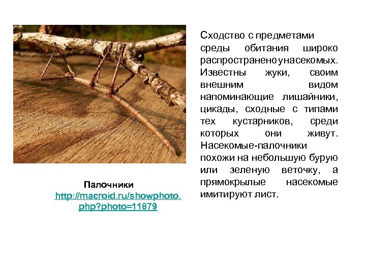 Палочники http: //macroid. ru/showphoto. php? photo=11879 Сходство с предметами среды обитания широко распространено у