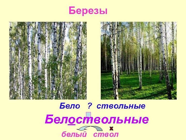 Березы Бело ? ствольные Белоствольные белый ствол 