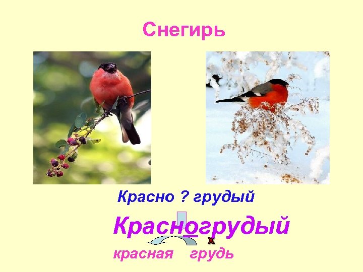 Снегирь Красно ? грудый Красногрудый красная грудь 