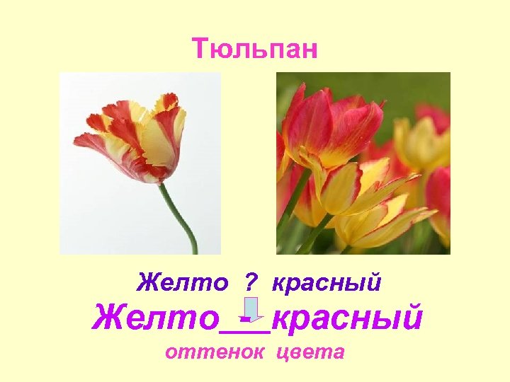 Тюльпан Желто ? красный Желто - красный оттенок цвета 