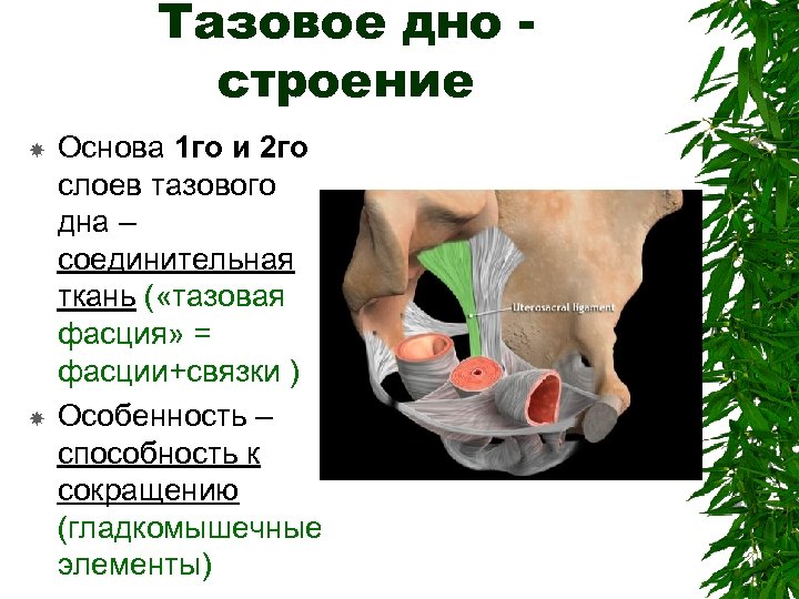 Опущение органов малого таза фото как выглядит