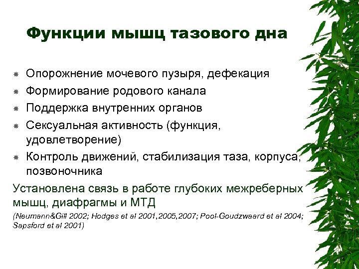 Функции мышц тазового дна Опорожнение мочевого пузыря, дефекация Формирование родового канала Поддержка внутренних органов