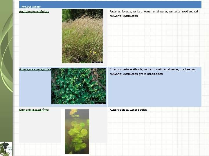 Invasive plants Andropogon virginicus Pastures, forests, banks of continental water, wetlands, road and rail