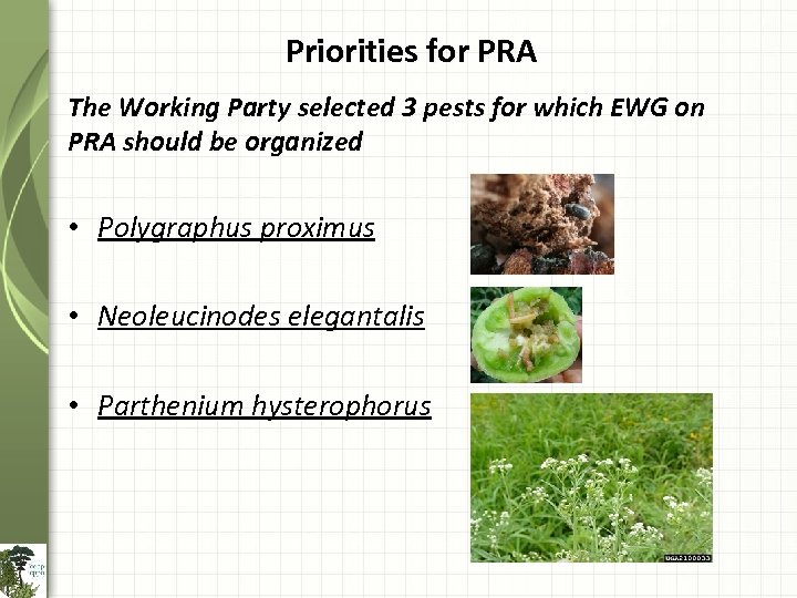 Priorities for PRA The Working Party selected 3 pests for which EWG on PRA