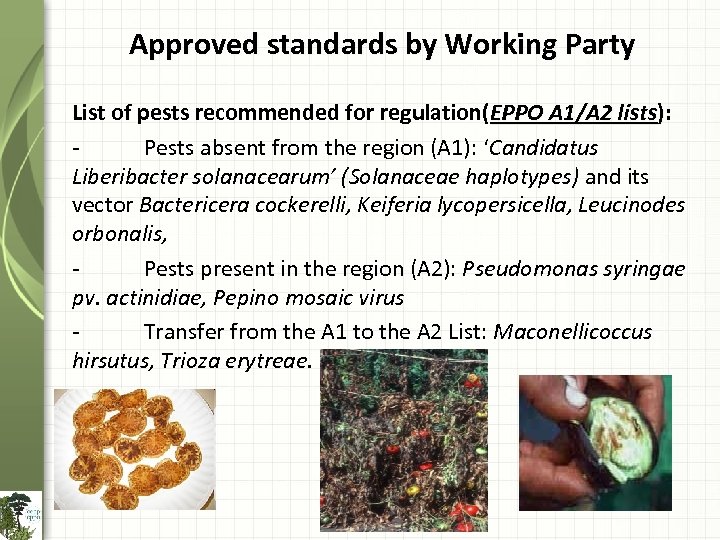 Approved standards by Working Party List of pests recommended for regulation(EPPO A 1/A 2