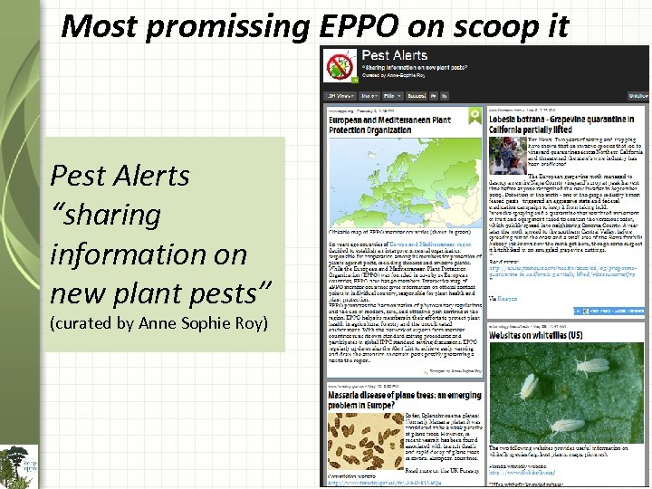 Most promissing EPPO on scoop it Pest Alerts “sharing information on new plant pests”