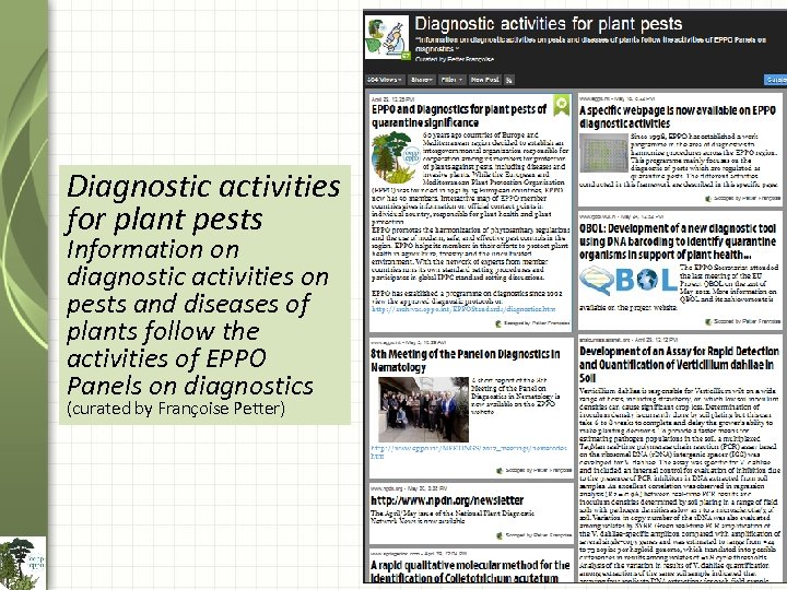 Diagnostic activities for plant pests Information on diagnostic activities on pests and diseases of