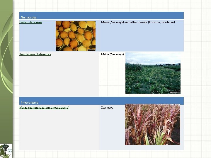 Nematodes Hederodera zeae Maize (Zea mays) and other cereals (Triticum, Hordeum) Punctodera chalcoensis Maize