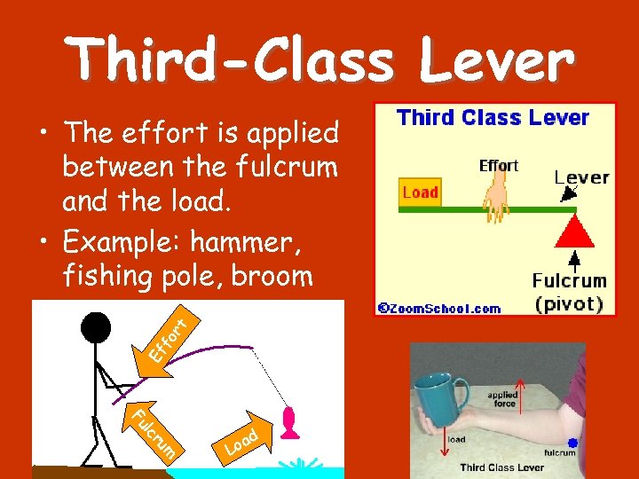 Third-Class Lever Ef f or t • The effort is applied between the fulcrum