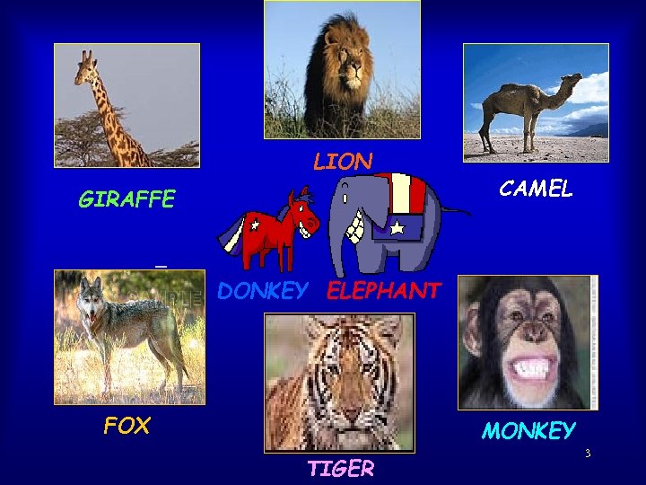 LION GIRAFFE CAMEL DONKEY ELEPHANT FOX MONKEY TIGER 3 