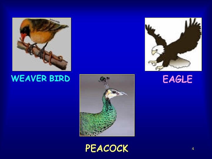 EAGLE WEAVER BIRD PEACOCK 4 