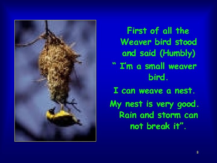 First of all the Weaver bird stood and said (Humbly) “ I’m a small