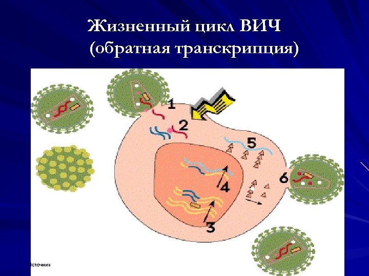 Жизненный цикл ВИЧ инфекции. Жизненный цикл вируса иммунодефицита человека. Жизненный цикл вируса ВИЧ. Обратная транскрипция ВИЧ.