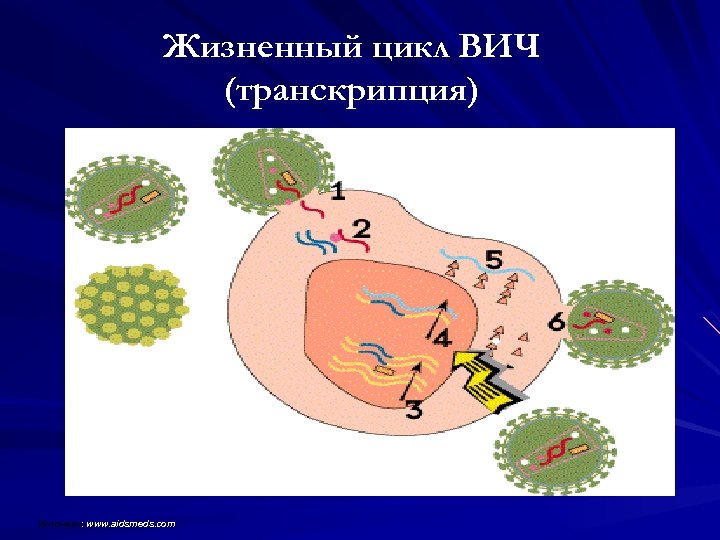 Жизненный цикл ВИЧ (транскрипция) Источник: www. aidsmeds. com Источник 