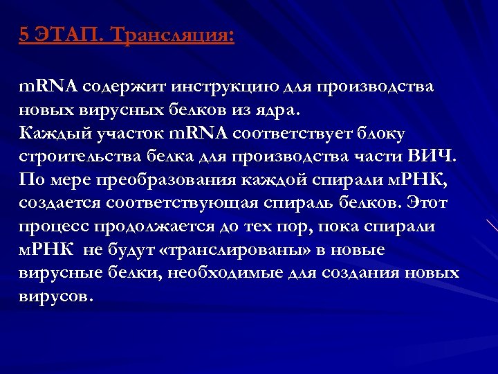 5 ЭТАП. Трансляция: m. RNA содержит инструкцию для производства новых вирусных белков из ядра.