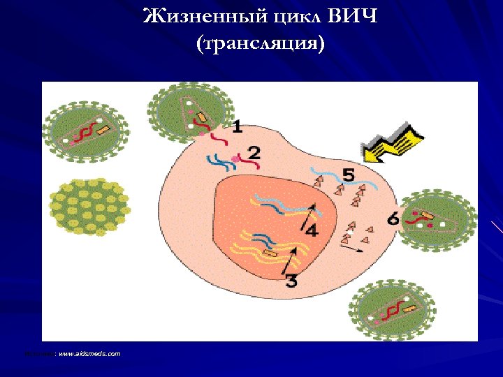 Жизненный цикл ВИЧ (трансляция) Источник: www. aidsmeds. com Источник 