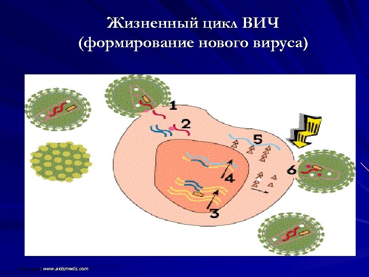 Жизненный цикл ВИЧ (формирование нового вируса) Источник: www. aidsmeds. com Источник 