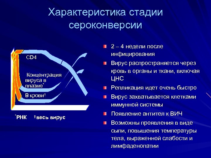Характеристика стадии сероконверсии 2 – 4 недели после инфицирования CD 4 Концентрация вируса в