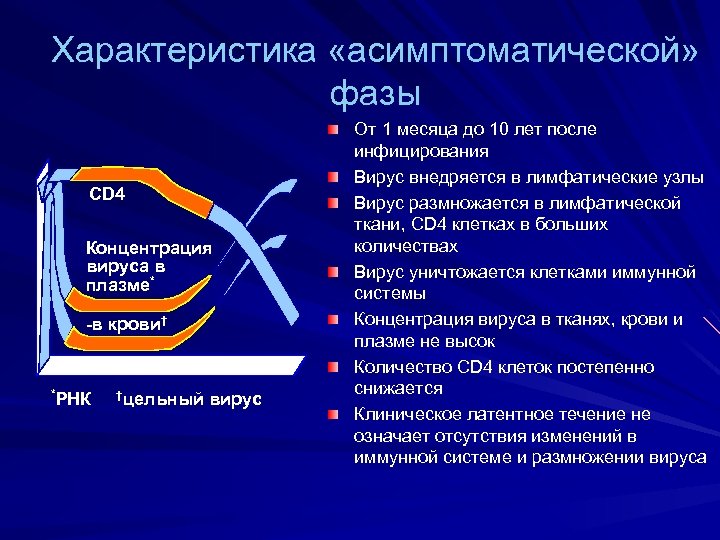 Характеристика «асимптоматической» фазы CD 4 Концентрация вируса в плазме* -в крови† * РНК †цельный