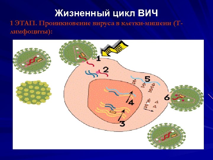 Жизненный цикл ВИЧ 1 ЭТАП. Проникновение вируса в клетки-мишени (Тлимфоциты): 