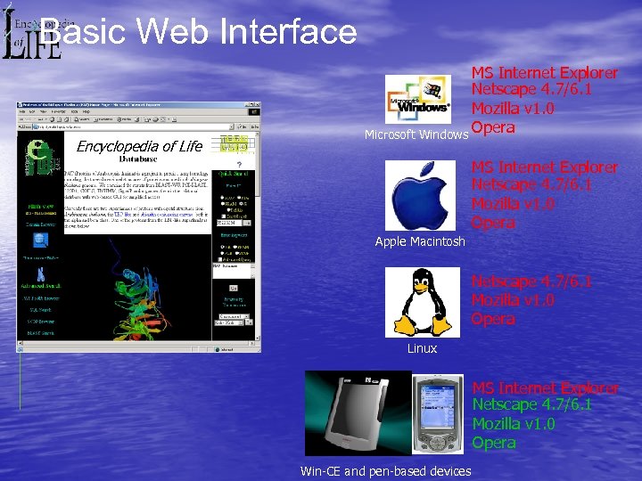 Basic Web Interface Encyclopedia of Life MS Internet Explorer Netscape 4. 7/6. 1 Mozilla