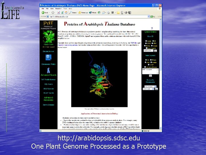 http: //arabidopsis. sdsc. edu One Plant Genome Processed as a Prototype 