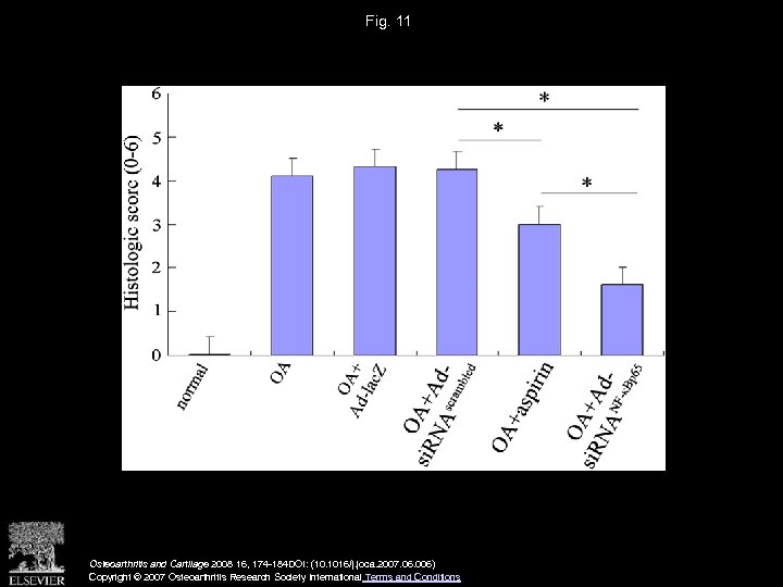 Fig. 11 Osteoarthritis and Cartilage 2008 16, 174 -184 DOI: (10. 1016/j. joca. 2007.