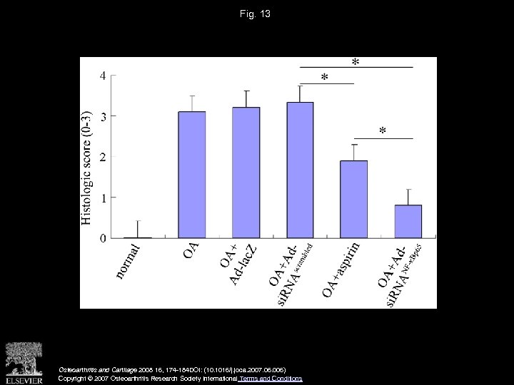 Fig. 13 Osteoarthritis and Cartilage 2008 16, 174 -184 DOI: (10. 1016/j. joca. 2007.