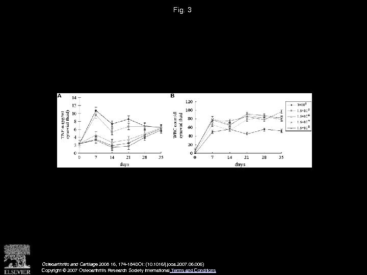 Fig. 3 Osteoarthritis and Cartilage 2008 16, 174 -184 DOI: (10. 1016/j. joca. 2007.