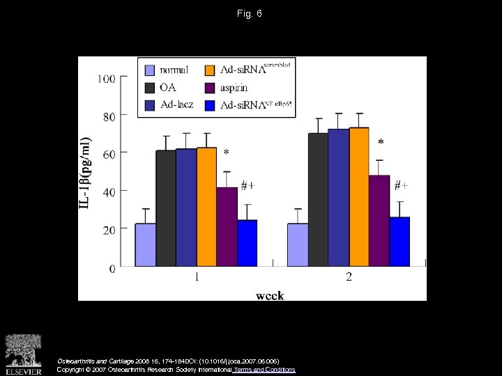 Fig. 6 Osteoarthritis and Cartilage 2008 16, 174 -184 DOI: (10. 1016/j. joca. 2007.