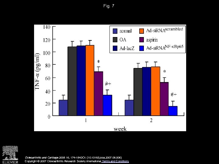 Fig. 7 Osteoarthritis and Cartilage 2008 16, 174 -184 DOI: (10. 1016/j. joca. 2007.