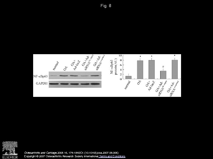 Fig. 8 Osteoarthritis and Cartilage 2008 16, 174 -184 DOI: (10. 1016/j. joca. 2007.
