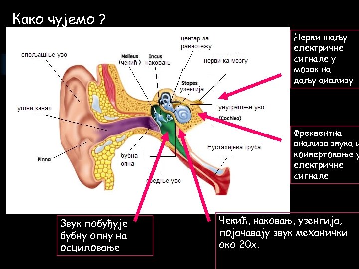 Како чујемо ? Нерви шаљу електричне сигнале у мозак на даљу анализу Фреквентна анализа