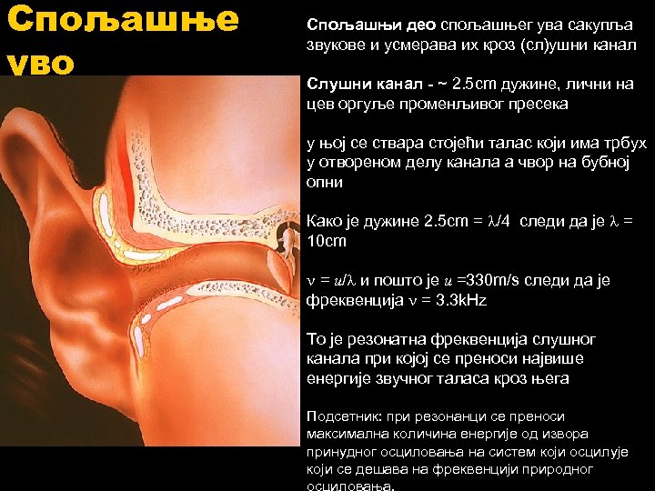 Спољашње уво Спољашњи део спољашњег ува сакупља звукове и усмерава их кроз (сл)ушни канал