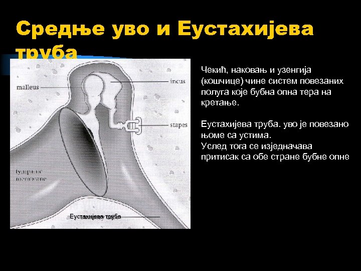 Средње уво и Еустахијева труба Чекић, наковањ и узенгија (кошчице) чине систем повезаних полуга