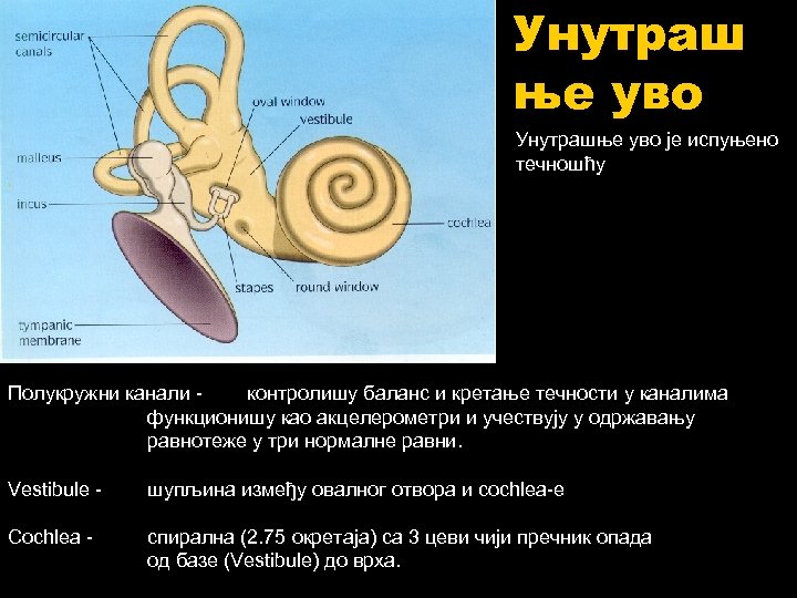Унутраш ње уво Унутрашње уво је испуњено течношћу Полукружни канали контролишу баланс и кретање